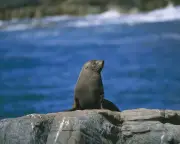 Bird flu 'carnage' warning for Australia's seal and sea lion populations