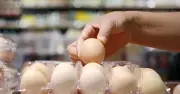 Bird Flu Fears Drive Egg Price Spike as Farmers Boost Biosecurity
