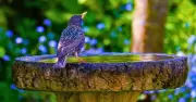 Birdbath Cleaning Hack: Vinegar Keeps Basins Clean in Minutes