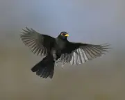 Birds' Eerie Link to Death: Reader Shares Her Own Experience