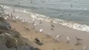 Birds filmed eating nurdles on Tyneside beach sparks starvation fears