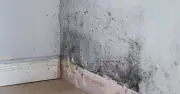 Black mould health risk rated 7 out of 10 vs regular mould