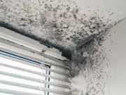 Black mould vs regular mould: health risks explained