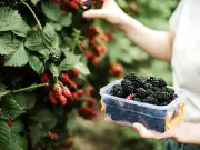 Blackberry Picking Rules: Brits Warned Over £300 Fine