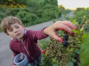 Blackberry picking warning: £300 fines for wild fruit foragers