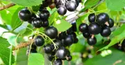 Blackcurrants slash blood pressure, make arteries '10 years younger'