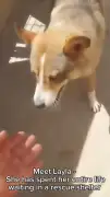 Blind dog with funny tactic to avoid walls needs home