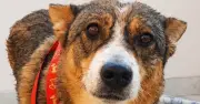 Blind dog with unique wall-avoiding tactic seeks loving home