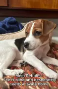 Blind puppy Pebbles searches for loving forever home