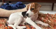 Blind puppy Pebbles seeks loving forever home with Battersea