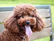 Blue Cross reveals 27 funniest dog names heard in 2026