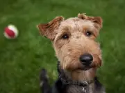 Blue Cross shares funniest dog names of 2026