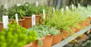 Blue Diamond adapts to hotter summers with new plant range