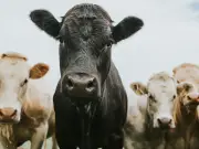 Bluetongue Restrictions Imposed in Scotland After Animal Movement Curbed