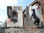 Blyth dad jailed for eight months over cruelty to eight dogs