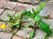 Boiling Water Beats Vinegar for Patio Weeds in 3 Days