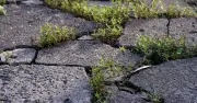 Boiling Water Is Better Than Salt and Vinegar for Killing Weeds