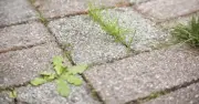 Boiling Water Kills Patio Weeds in 3 Days Naturally