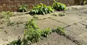 Boiling Water Kills Weeds Permanently, Expert Says