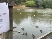 Botulism outbreak suspected at Bristol park lake