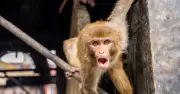 Boy, 10, killed by monkeys in Gujarat after intestines torn out