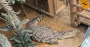 Boy, 3, hurt in UK zoo crocodile attack leaves hospital
