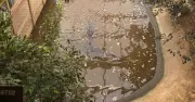 Boy, 3, Seriously Injured After Being Thrown into Crocodile Enclosure at UK Zoo