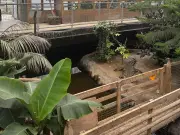 Boy injured in zoo crocodile pit discharged from hospital