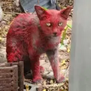Bright red stray cat in Texas baffles rescuers, prompts warning