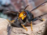 Britain on brink of losing war against Asian hornet as invasions surge
