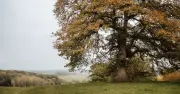 Britons urged to avoid trees as thunderstorm warnings issued