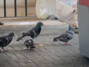 Brits Face £150 Fines for Feeding Pigeons in UK Town Centres