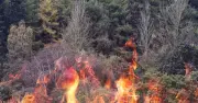 Brits urged to bury themselves in soil if trapped by wildfire
