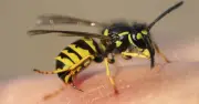 Brits warned as swarm of 'drunk' wasps head to UK on stinging spree