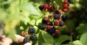 Brits warned over £300 fine for picking blackberries