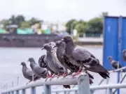 Brits warned they could be fined £150 for feeding common bird