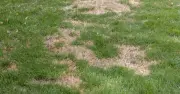 Brown grass will turn green again if gardeners do 3 things now