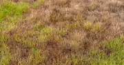 Brown lawns can be revived with one kitchen item