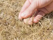 Brown Lawns Turn Green with Coffee Grounds, No Chemicals Needed
