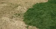 Brown lawns will bounce back in days with three simple steps