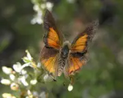 Butterflies on the Move Worldwide, Study Finds
