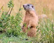 Campaigners call for ban on marmot hunting in France as numbers decline