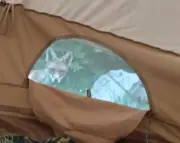 Camping in the garden, nose to nose with a fox