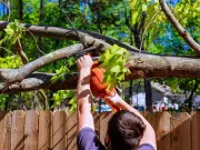 Can you cut a neighbour's overhanging tree? Rules explained