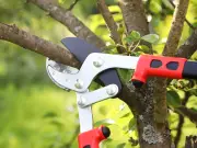 Can you cut neighbour's overhanging tree? UK rules explained