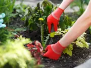 Cardboard as Weed Barrier: Eco-Friendly Garden Trick
