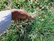 Cardboard boxes: the eco-friendly way to kill garden weeds