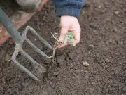 Cardboard: The Free, Eco-Friendly Weed Killer for Your Garden