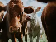 Case of BSE Confirmed in Cow on Scottish Farm, Restrictions Imposed