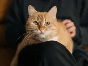 Cat expert warns of five toxic household items that could harm pets